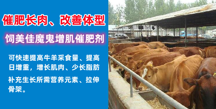 牛羊催肥喂什么飼料添加劑能增肌長瘦肉？