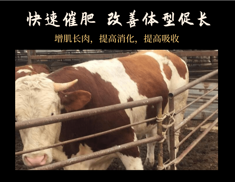 牛催肥添加劑 肉牛催肥促長添加劑廠家發(fā)貨