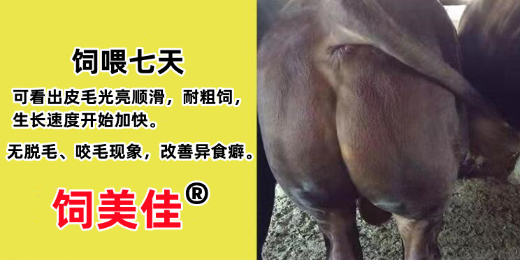 購買牛用催肥飼料添加劑需要注意什么？