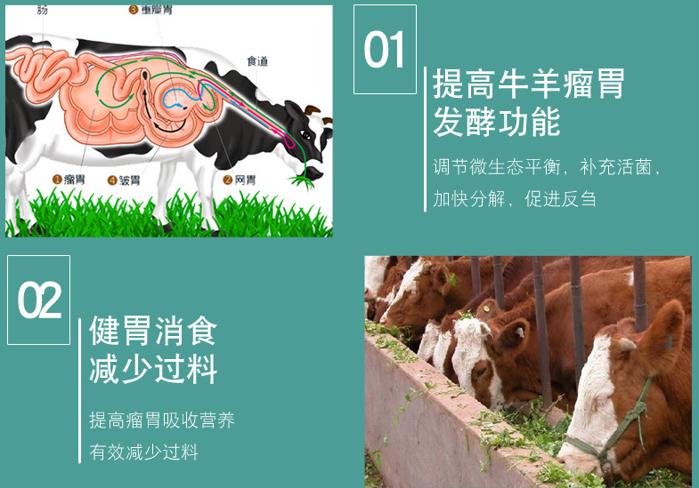 牛催肥飼料添加劑 改善牛羊體型 多長(zhǎng)瘦肉催肥促長(zhǎng)