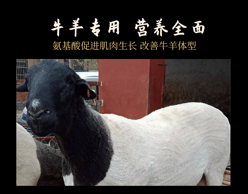 養(yǎng)羊催肥劑 肉羊飼料添加劑改善體型