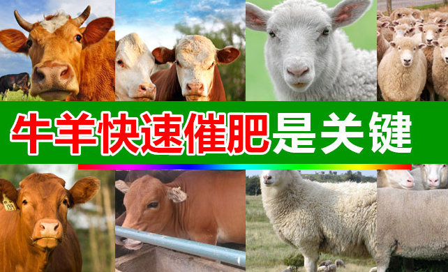 牛催肥劑品牌 促進(jìn)肌肉生長(zhǎng) 安全瘦肉增長(zhǎng) 長(zhǎng)骨壯膘